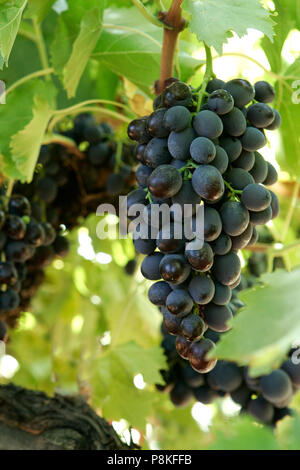 "Trauben Carolina Black Rose' am Weinstock. Stockfoto