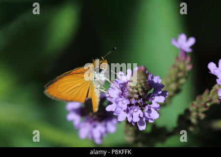 Delaware Skipper August 8th, 2015 Minnehaha County, SD Stockfoto