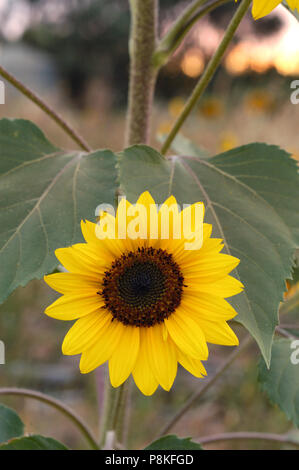 Single Sonnenblume in fiels. Stockfoto