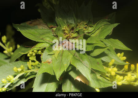 Schnitter - Leiobunum Vittatum-'Daddy Lange Beine' Stockfoto