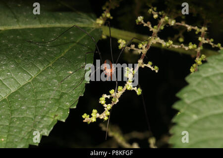 Schnitter - Leiobunum Vittatum-'Daddy Lange Beine' Stockfoto