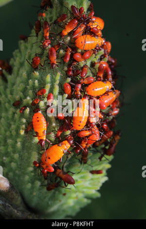 Seidenpflanze Bug (Oncopeltus fasciatus) 8.August 2015 Minnehaha County, SD Stockfoto