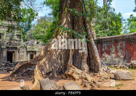 Giant tree in der alten Khmer Tempel von Ta Prohm. Stockfoto