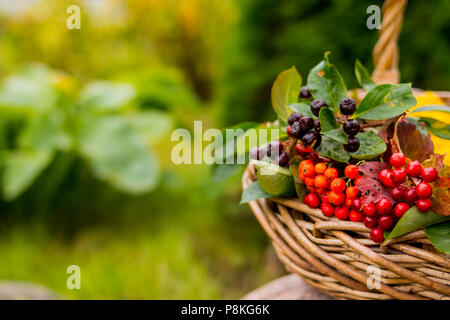 Ernte von Beeren und Früchten in einem Korb von der Natur isoliert Stockfoto