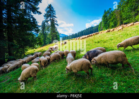 Hang des Berges mit einer grünen Wiese, auf der eine Herde Schafe weiden Stockfoto