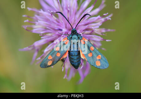 Schmetterling auf Blüte Stockfoto