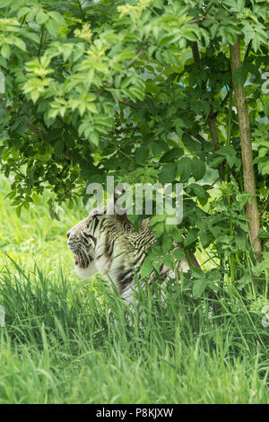 Atemberaubende portrait Bild von hybrid White Tiger Panthera tigris in lebendige Landschaft und Laub. Stockfoto