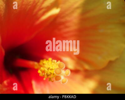 Gelb und Orange Hibiscus flower, vollständig öffnen, schließen Stockfoto