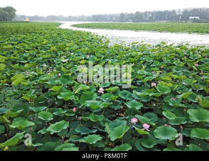 Shenyan, Shenyan, China. 13. Juli 2018. Shenyang, China - Luftaufnahmen der größten Lotus Pool in Shenyang, Provinz Liaoning im Nordosten Chinas. Credit: SIPA Asien/ZUMA Draht/Alamy leben Nachrichten Stockfoto