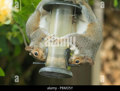 Stirlingshire, Schottland, UK - 13. Juli 2018: UK Wetter - graue Eichhörnchen teilen Frühstück an einem bewölkten Morgen in Stirlingshire Credit: Kay Roxby/Alamy leben Nachrichten Stockfoto