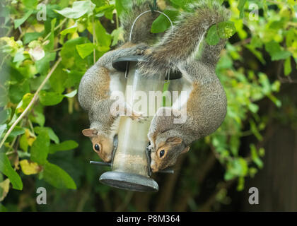 Stirlingshire, Schottland, UK - 13. Juli 2018: UK Wetter - graue Eichhörnchen teilen Frühstück an einem bewölkten Morgen in Stirlingshire Credit: Kay Roxby/Alamy leben Nachrichten Stockfoto