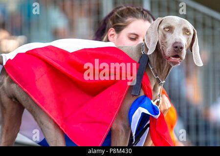 Fontainebleu, Frankreich. 12. Juli 2018. Französische Supporter. Weimaraner Hund in der französischen Flagge. 2. Wettbewerb. Junge Reiter. 1,50 m. Longines FEI EUROPÄISCHE JAHR J CH-Meisterschaft. Springen. Le Grand Parkett. Fontainebleu. Frankreich. 12.07.2018. Credit: Sport in Bildern/Alamy leben Nachrichten Stockfoto