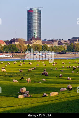 Hochhaus der Ergo Hauptsitz mit Schafherde auf dem Rhein Wiesen ...