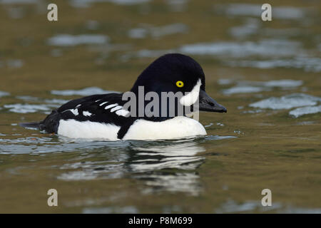 Erwachsene männliche Barrow Schellente (bucephala Islandica) am American River, Sacramento County California Stockfoto