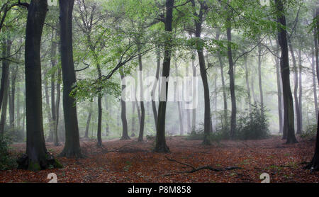 Britische Waldgebiete - wunderbares Licht Stockfoto