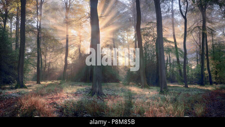 Britische Waldgebiete - wunderbares Licht Stockfoto