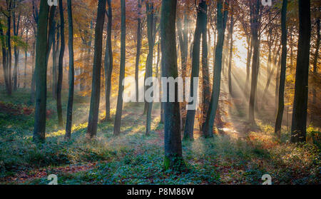 Britische Waldgebiete - wunderbares Licht Stockfoto