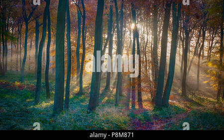 Britische Waldgebiete - wunderbares Licht Stockfoto