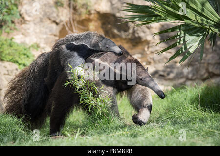 Einen riesigen ameisenbär trägt seine Baby im Zoo in Texas. In Zentral- und Südamerika, Großen Ameisenbären sind anfällig für Aussterben in freier Wildbahn. Stockfoto