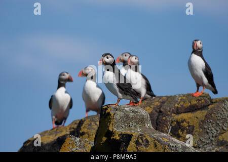 Sechs Papageitaucher (Fratercula sp.) auf Felsen sitzend, Isle of May, Firth of Forth, Fife, Schottland Stockfoto