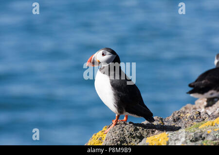 Puffin (Fratercula sp.) auf Felsen stehend, Isle of May, Firth of Forth, Fife, Schottland Stockfoto