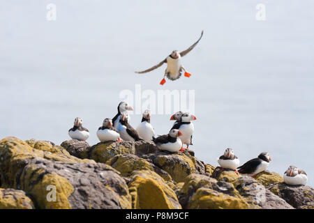 Puffin (Fratercula sp.) im Flug mit einer Kolonie von Papageitauchern auf den Felsen, Isle of May, Firth of Forth, Fife, Schottland Stockfoto