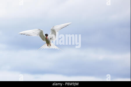 Polarseeschwalbe (Sterna paradiesaea) im Flug gegen bewölkten Himmel, Isle of May, Firth of Forth, Fife, Schottland Stockfoto