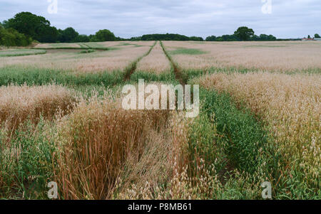 Blick über Feld von Hafer mit Bäumen am Horizont unter blauem Himmel und Fetzen der Wolken im Sommer in Beverley, Yorkshire, UK. Stockfoto