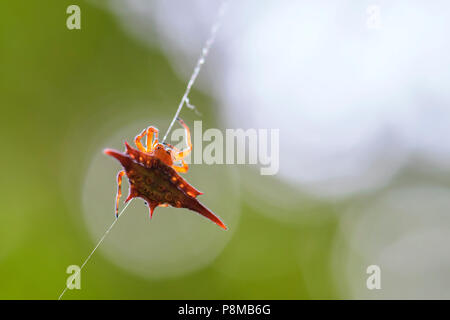 Lange geflügelte Drachen Spider-Gasteracantha versicolor, schöne farbige Spinne aus Madagaskar Wälder. Stockfoto