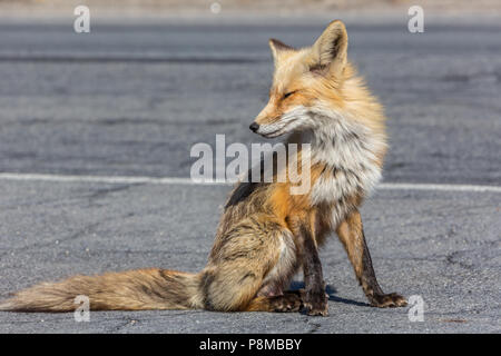 Red Fox sitzen auf der Seite der Straße im Island Beach State Park in New Jersey. Stockfoto