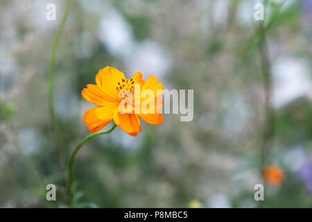 Cosmos sulfureus "Pamelas pick'Blume/Schwefel Kosmos Stockfoto
