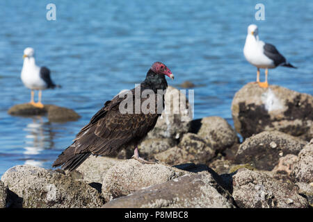Single Truthahngeier ruht auf Felsen, Mexiko Stockfoto