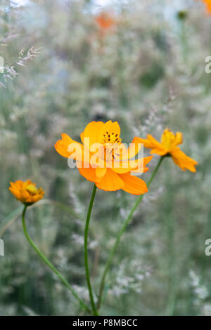 Cosmos sulfureus "Pamelas pick'Blume/Schwefel Kosmos Stockfoto