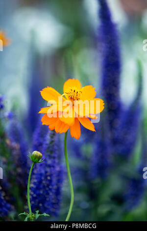 Cosmos sulfureus "Pamelas pick'Blume/Schwefel Kosmos Stockfoto
