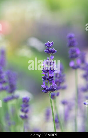 Lavandula angustifolia 'Hidcote'. Lavendel Stockfoto