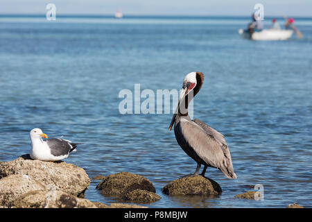 Braune Pelikane am Ufer des La Paz, Mexiko Stockfoto