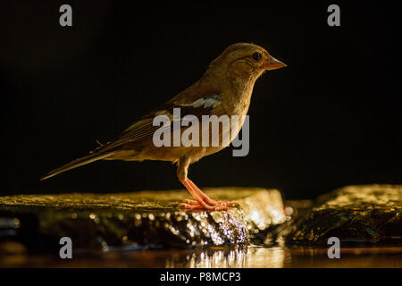 Gemeinsame Buchfink - Fringilla Coelebs, schöne farbige sitzenden Vogels von der Alten Welt Wälder. Stockfoto