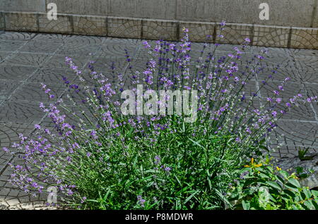 Blühende Garten mit Lavendel oder Lavandula officinalis Blüte in der Blüte aus der Nähe, Sofia, Bulgarien Stockfoto