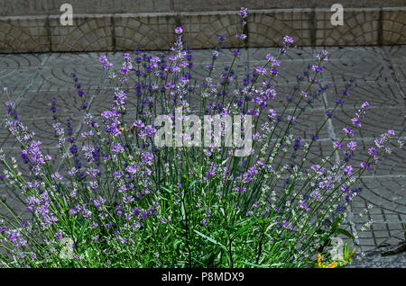 Blühende Garten mit Lavendel oder Lavandula officinalis Blüte in der Blüte aus der Nähe, Sofia, Bulgarien Stockfoto