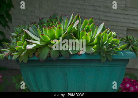 Rose Muster mit hellen grünen und roten Blätter von Sukkulenten Pflanzen, Hauswurz, sempervivum oder echeveria Blume Nahaufnahme, Sofia, Bulgarien Stockfoto