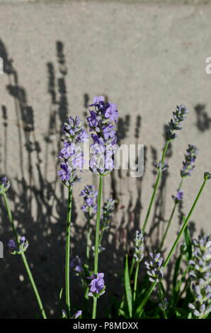 Blühende Garten mit Lavendel oder Lavandula officinalis Blüte in der Blüte aus der Nähe, Sofia, Bulgarien Stockfoto