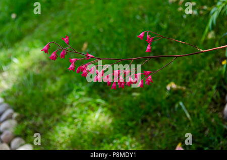 Rosa Blüten der Heuchera, alumroot und Coral Glocken mit samtigen Blüten auf Burgund stammt auf grünem Hintergrund, Sofia, Bulgarien Stockfoto