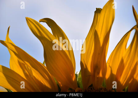 Blütenblätter von Sonnenblumen close-up im Sommer Sonne, hell-gelb Blütenblätter einer Sonnenblume vor dem azurblauen Himmel, Sonnenblumen im Juli Stockfoto