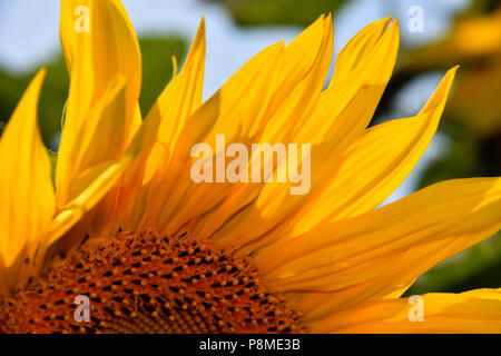 Sonnenblume Blütenblätter Makroaufnahme, hell-gelb Blütenblätter einer Sonnenblume im Frühsommer Stockfoto