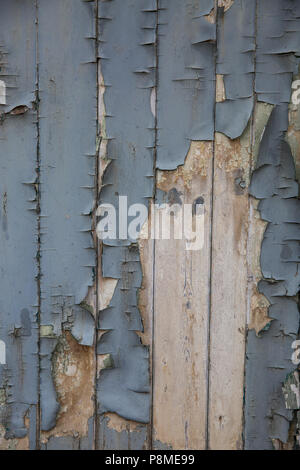 Blue Peeling und Risse im Lack auf morschen Holz in einem strukturierten Hintergrund Stockfoto