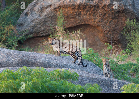 Wilde indische Leopard oder Panthera pardus fusca an Bera Jungen in Rajasthan in Indien an der Aravalli Berge Bereich Stockfoto