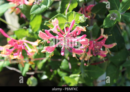 Goldene Flamme honeysuckle Foto Stockfoto