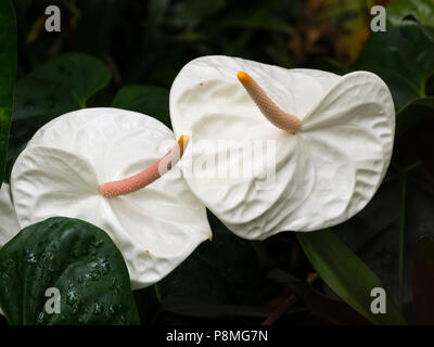 Weiß und Rosa spathes spadices des Exotischen tropischen Gewächshaus- und Zimmerpflanze, Anthurium andreanum weißen Herzen' Stockfoto