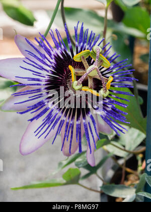 Passiflora'Damsel Delight', hat größere, blauer Blumen als P. caerulea aber ebenso Hardy Stockfoto