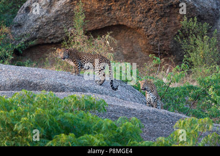 Wilde indische Leopard oder Panthera pardus fusca Jungen am Bera in Rajasthan in Indien an der Aravalli Berge Bereich Stockfoto